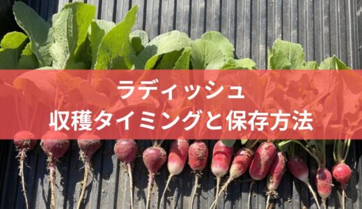 初心者必見！ラディッシュの収穫タイミングと長期保存の仕方を徹底解説